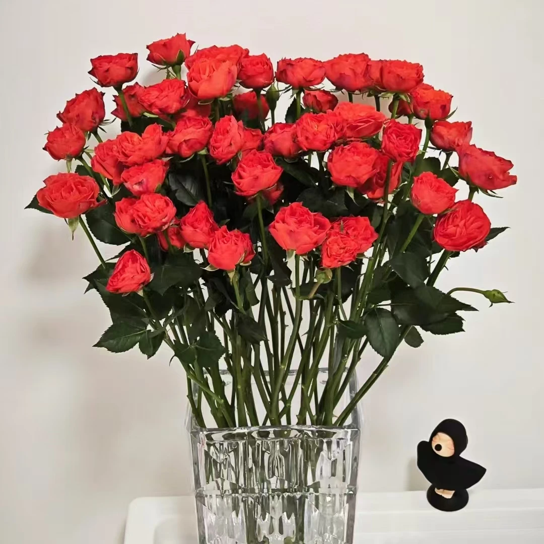 【花晓】恰恰多头玫瑰9支+1支防损（天冷拍保温棉否则冻坏不售后）