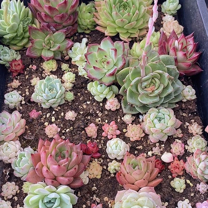 164 多肉植物盆栽花卉