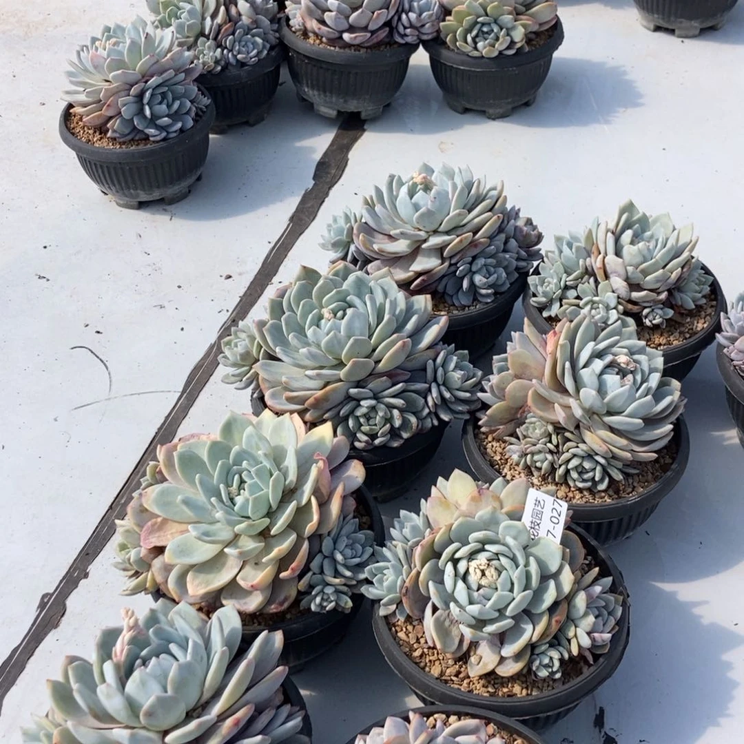 7-27梦露随机无砍掐心