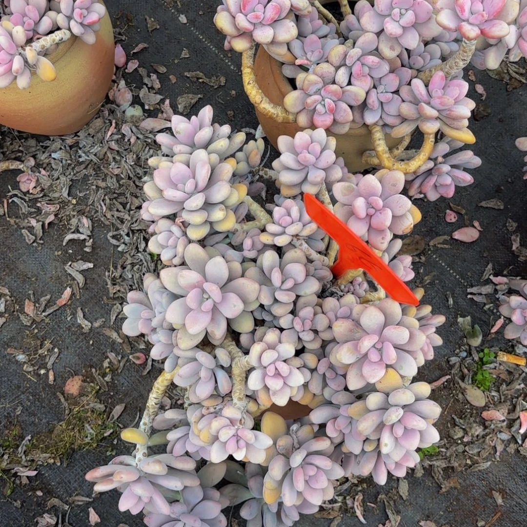 一***缘桃蛋66。