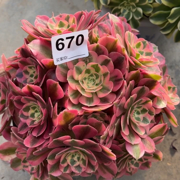 670女巫22厘米左右