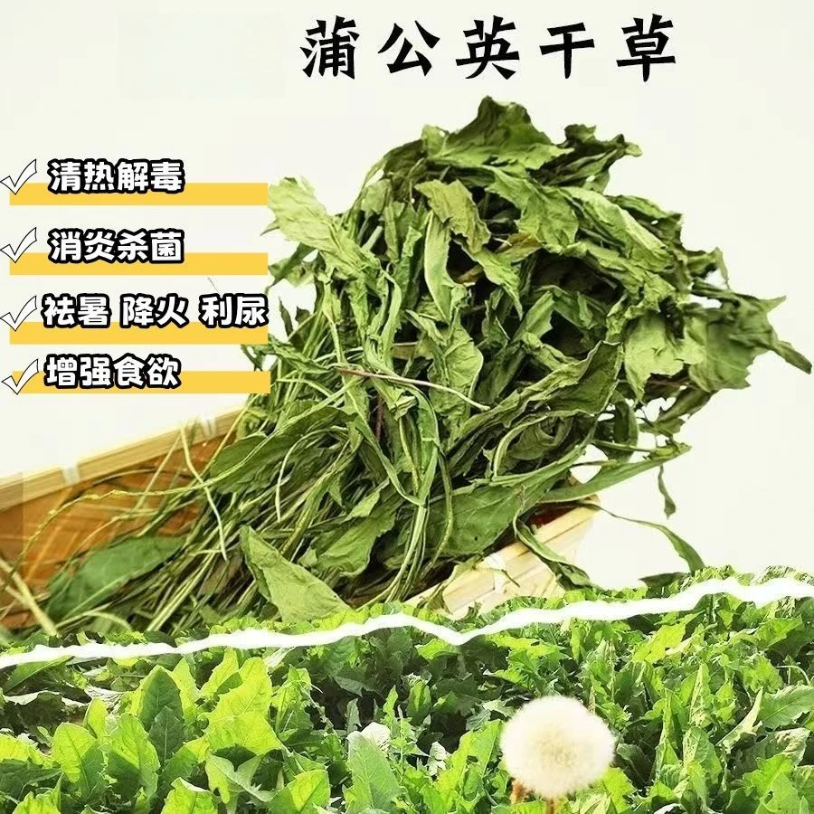 蒲公英下火降火龙猫兔子小宠物50g