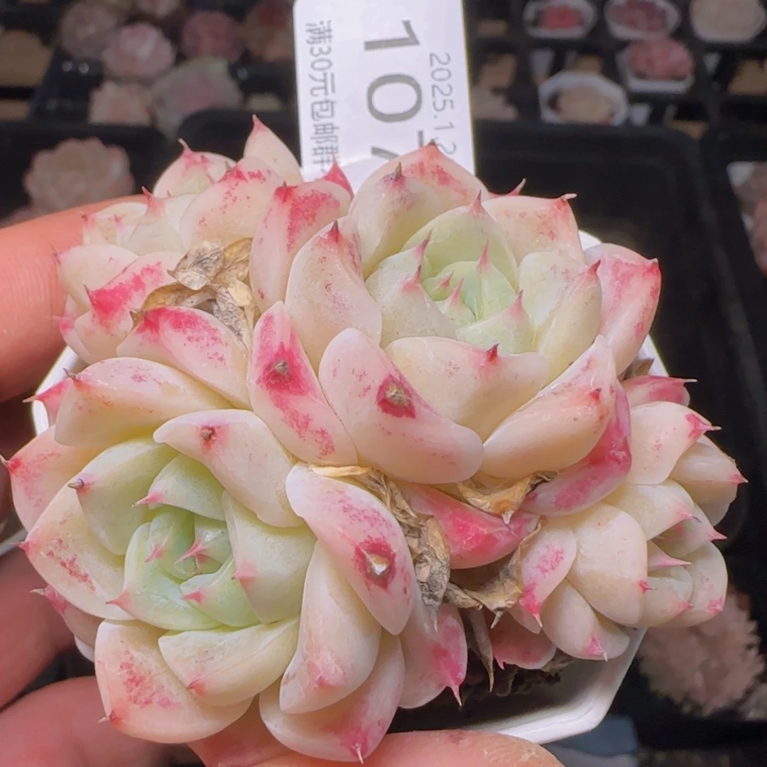 女王杂四头一颗脱土