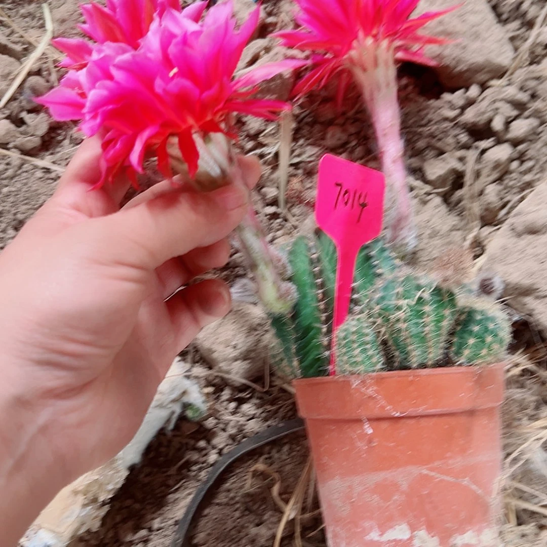 饮**源彩草彩草00000 7014