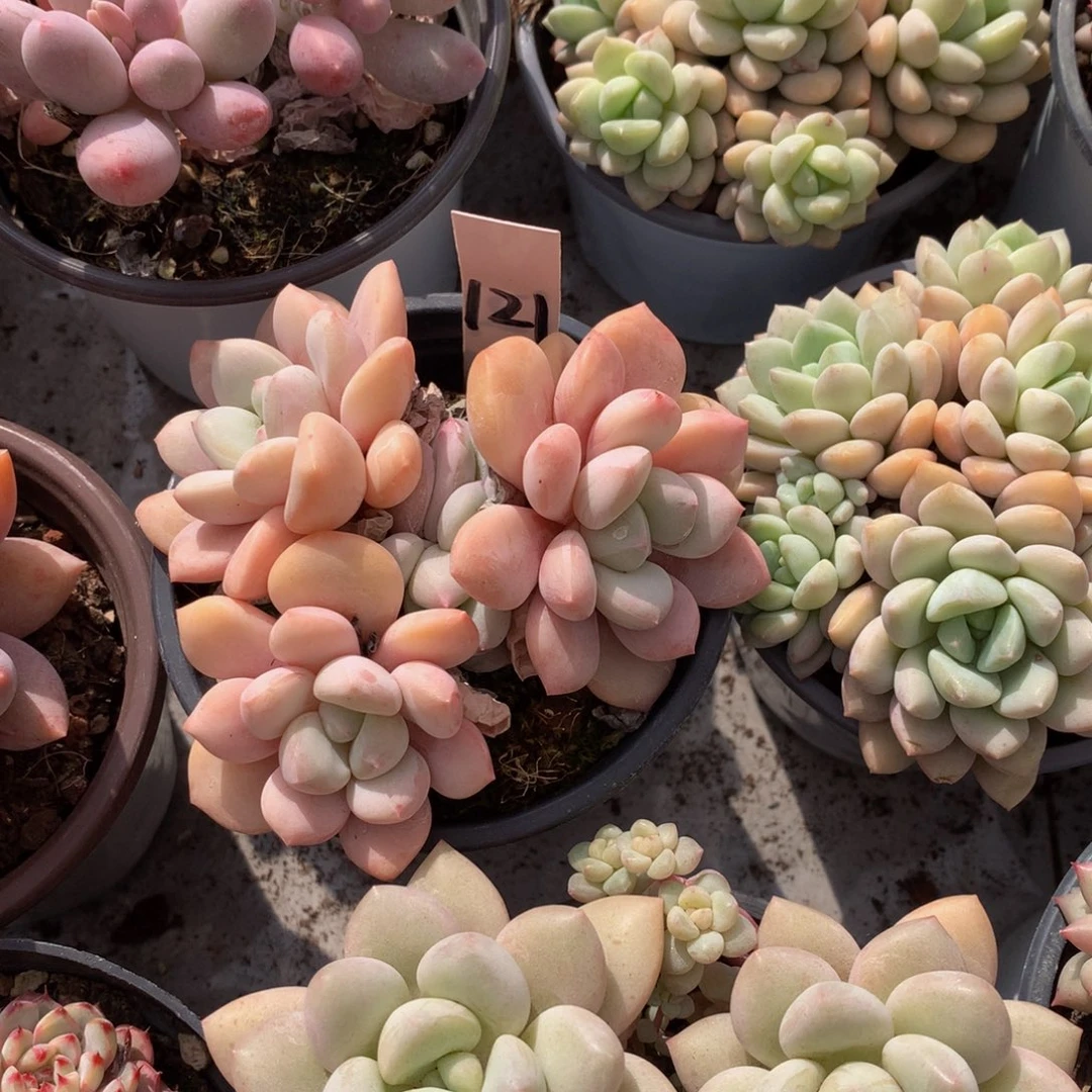 安***好胖体奶糖7262626262627