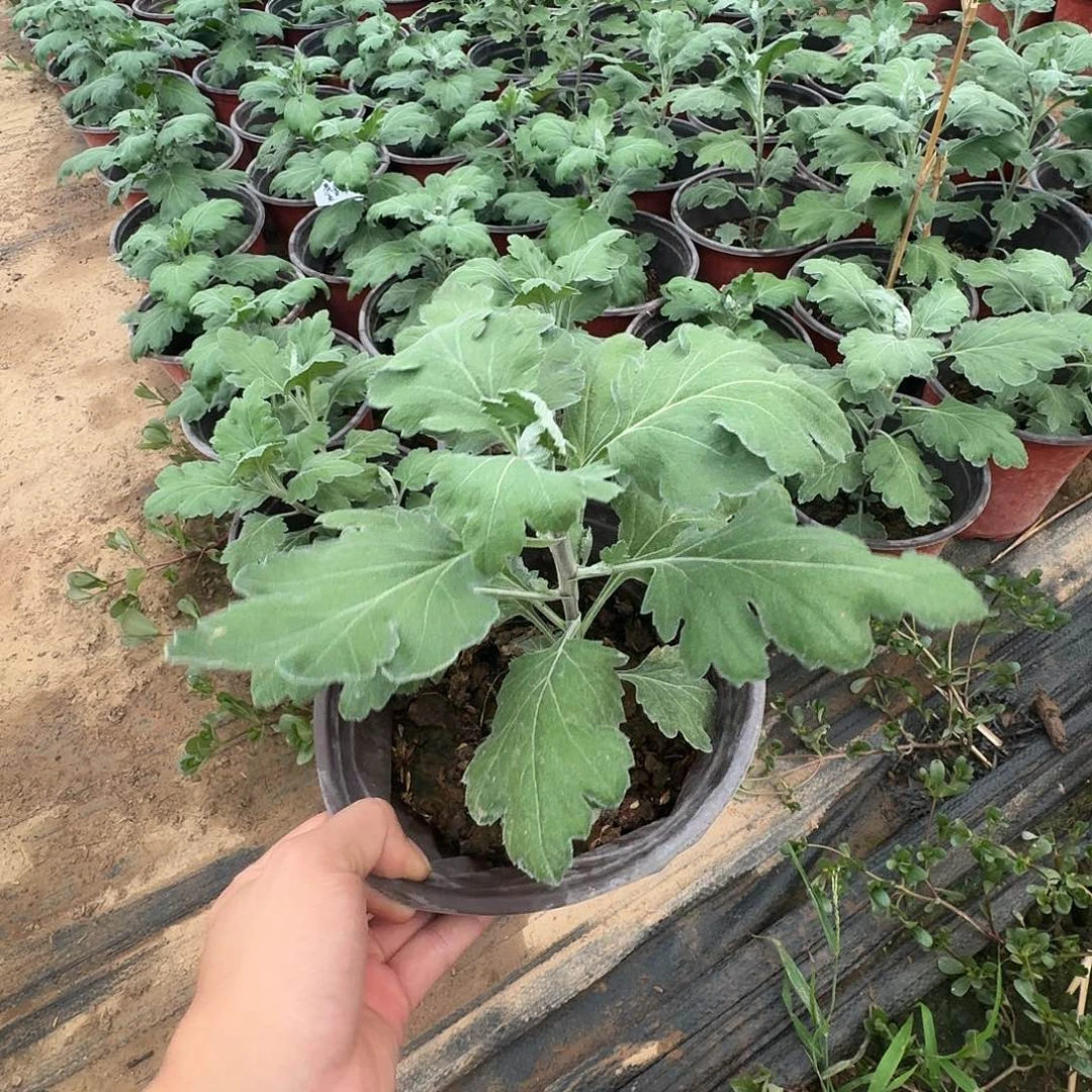 当前无花栽培后可以开花鎏金荷花