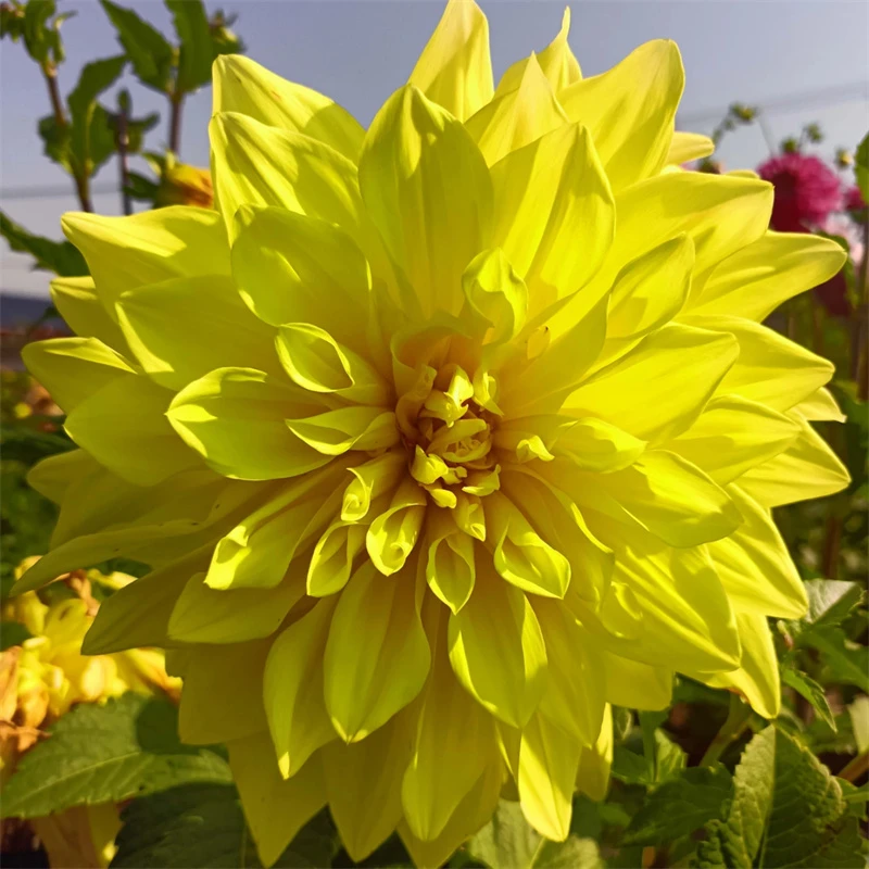 【照明灯】大丽花盆栽带花苞庭院好养活四季开花鲜花花期超长