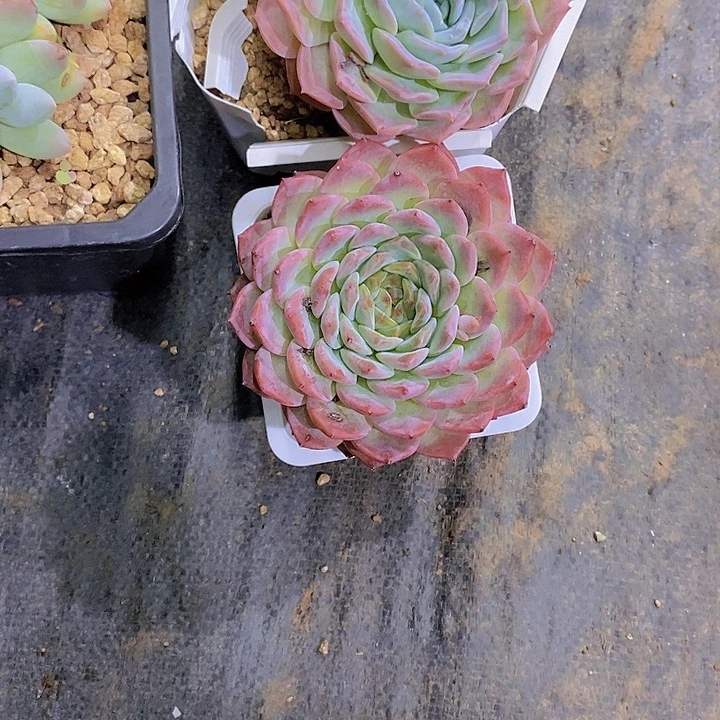 姐***ヾ多肉植物单头一个