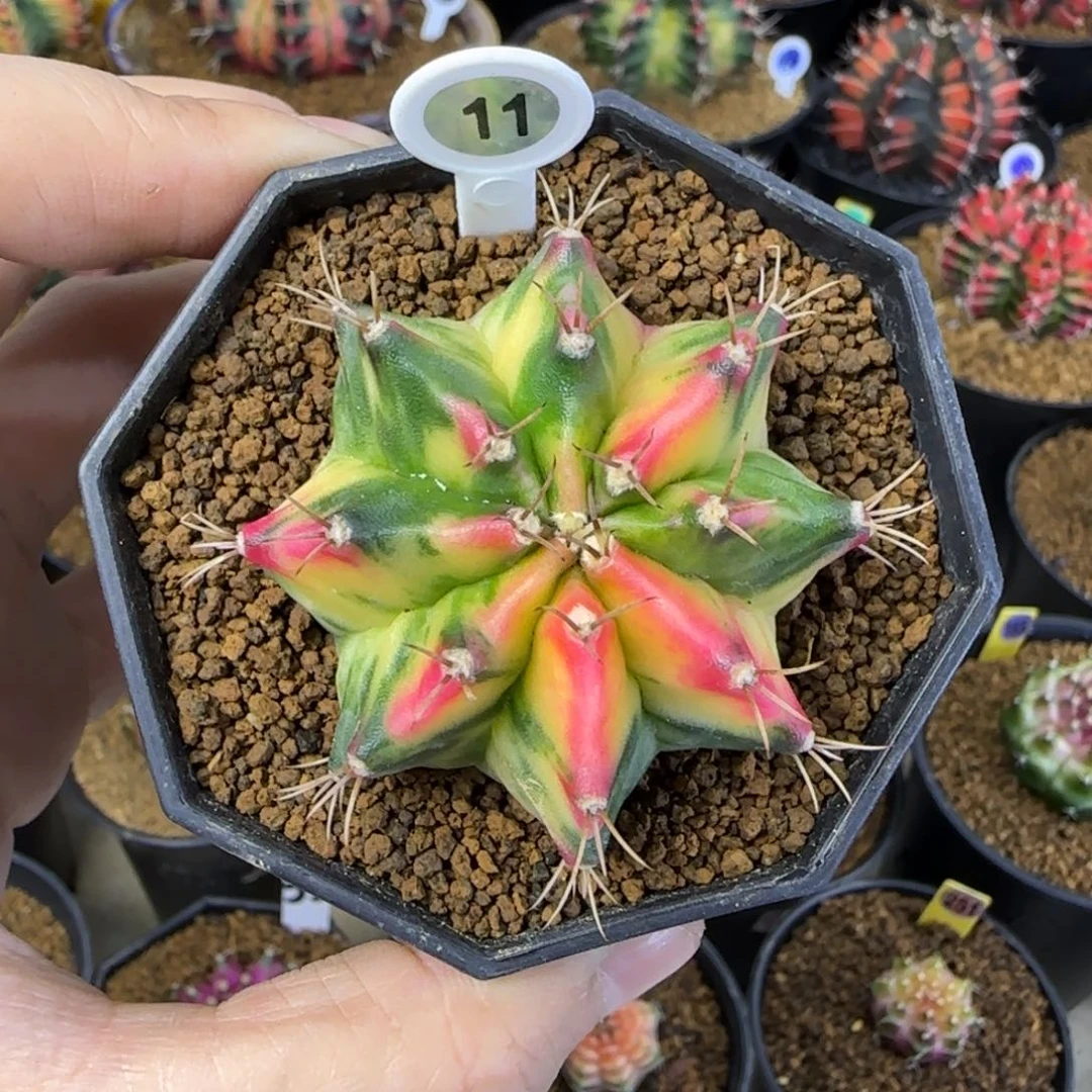 11号虎斑锦福利价