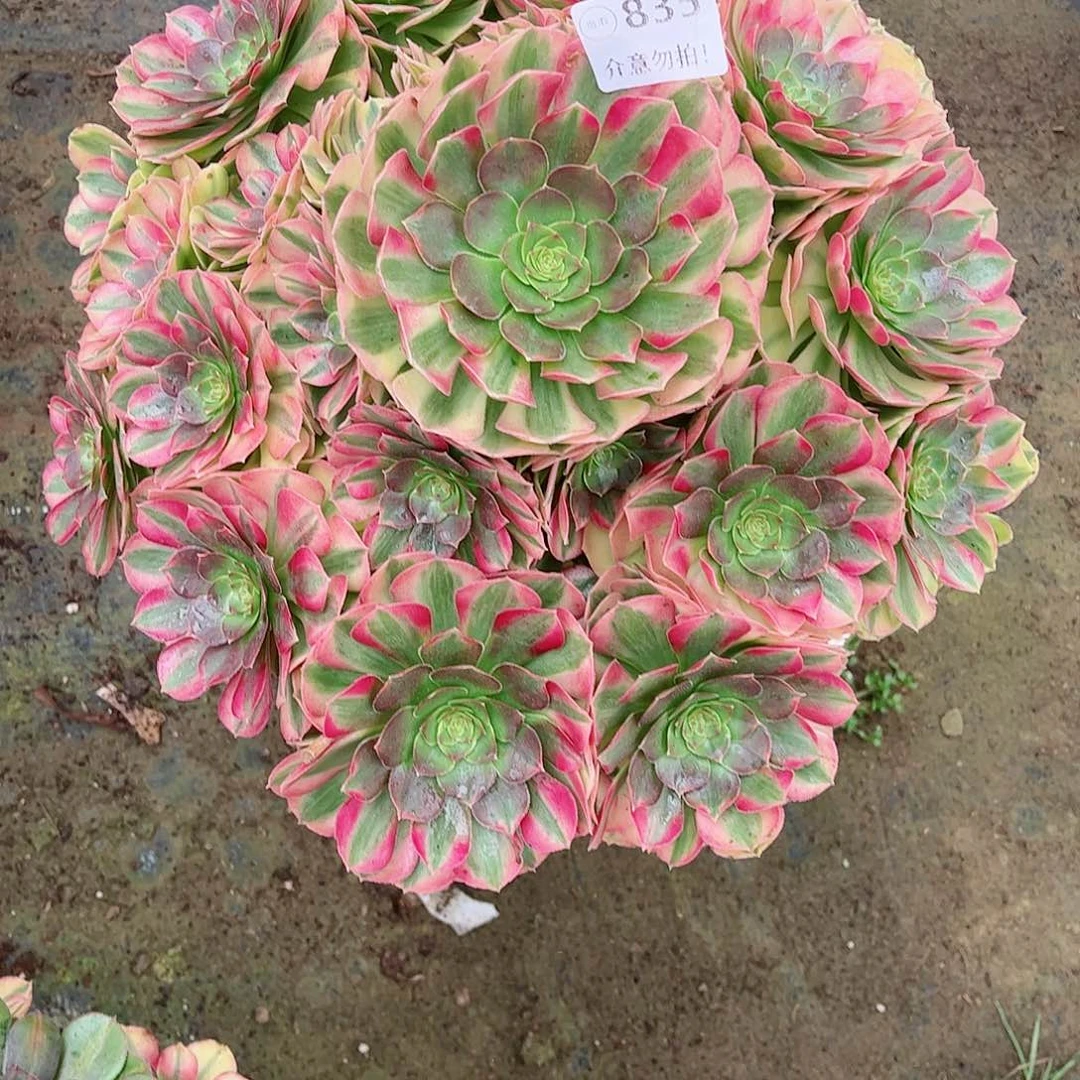 无花朵嘟*，多肉植物雨何835