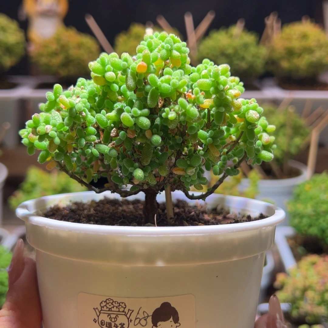 635金桔一物一拍带盆土发货