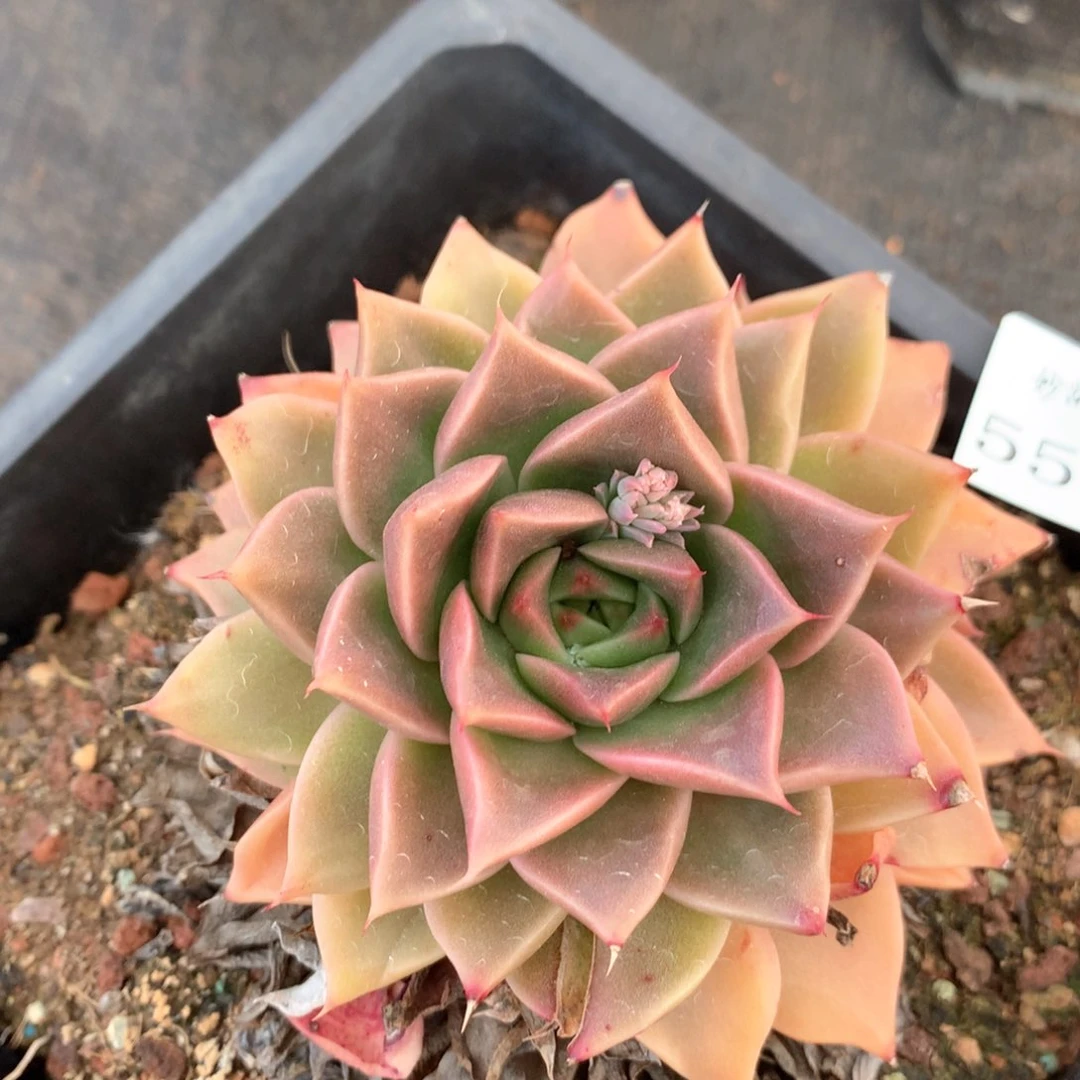 灵**深5518瑕疵不售后特价处理