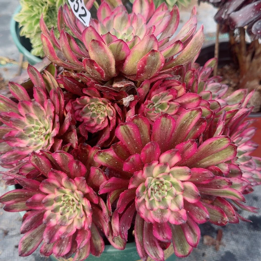 552烟花多肉植物