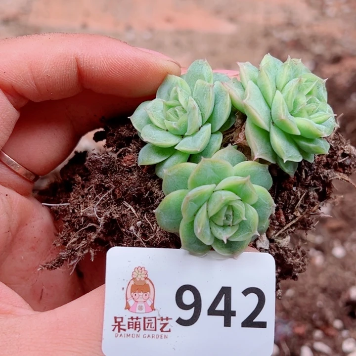 多肉植物多肉植物