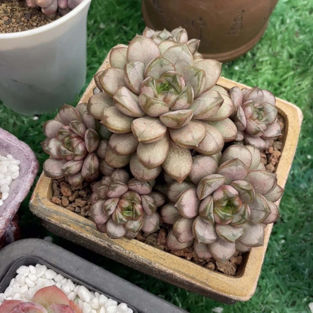 多肉植物盆栽多肉的