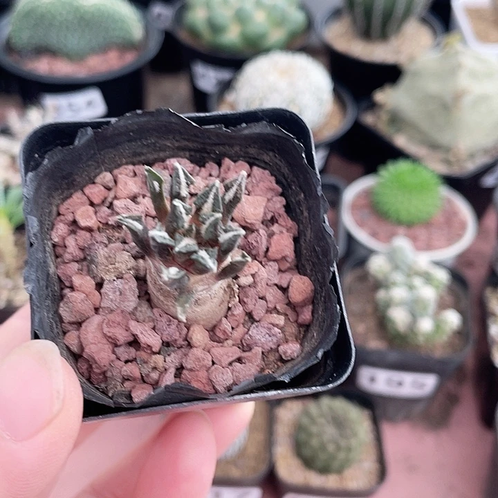 621实生黑牡丹仙人球