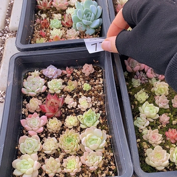 77 多肉植物盆栽花卉