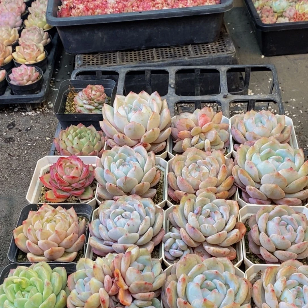 941多肉植物纤维面膜贴上