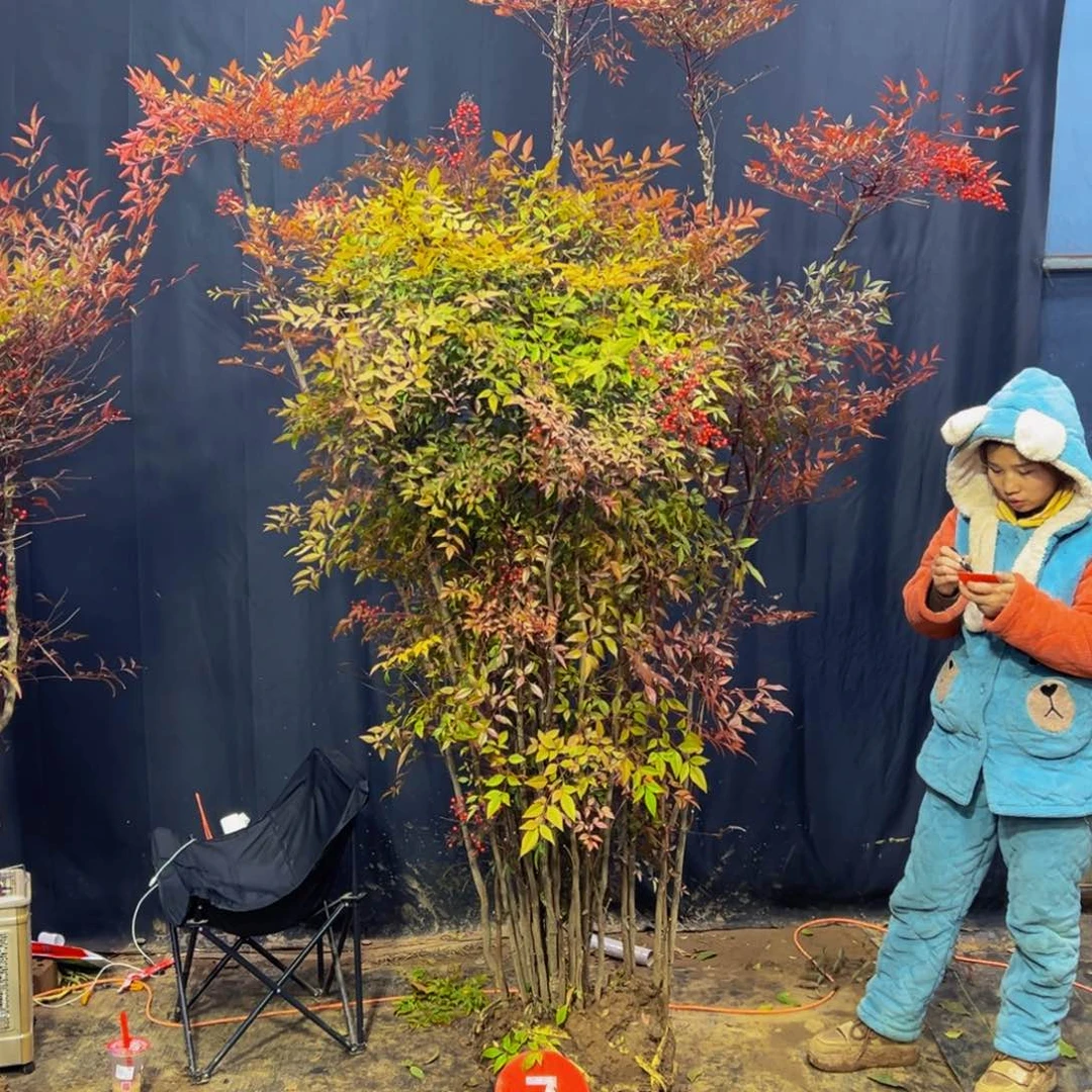 完全开放小****?南天竹
