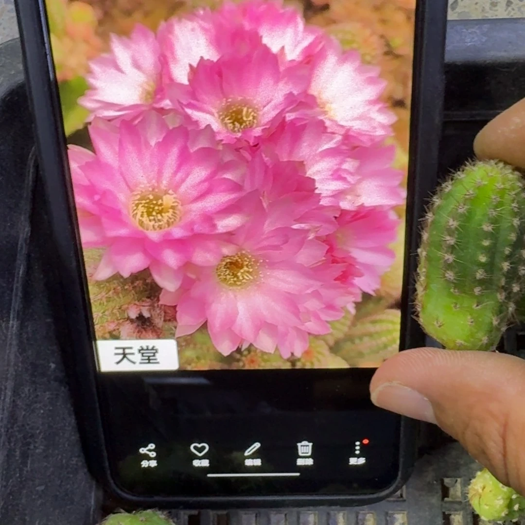 6白檀天堂歪3个无根侧牙，20包邮