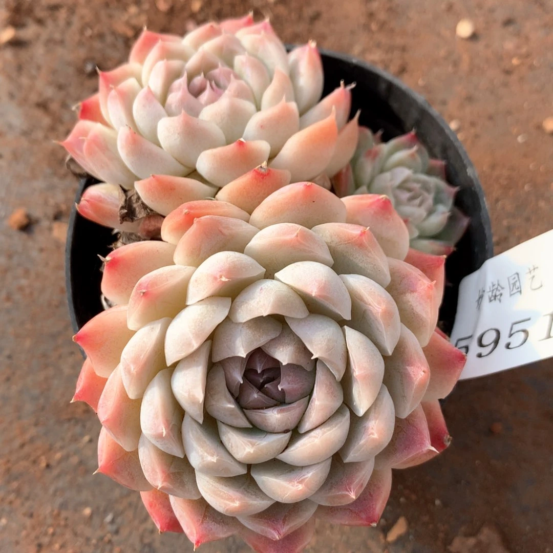 落**梅5951不包掉头特价处理