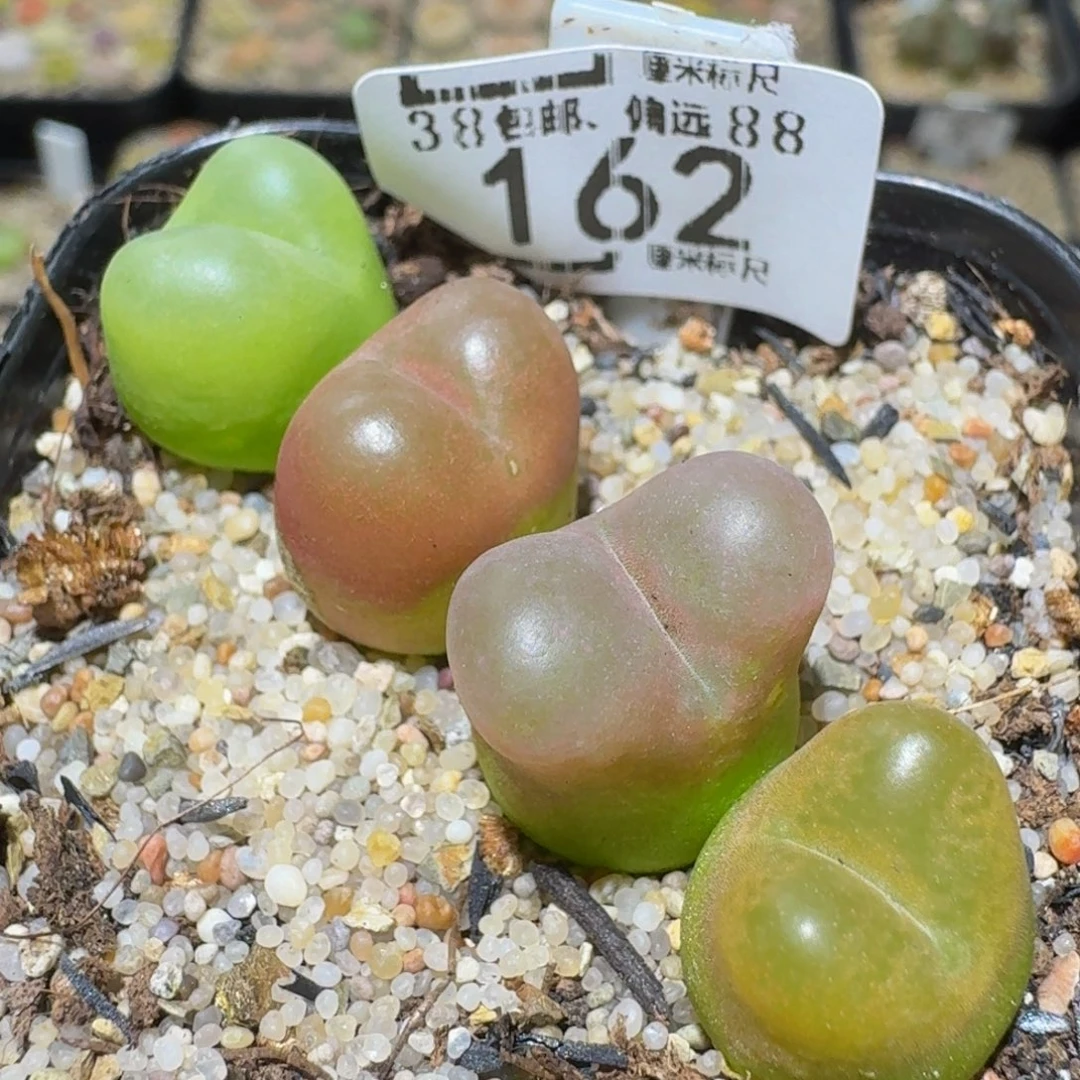 Ssss精品生石花162