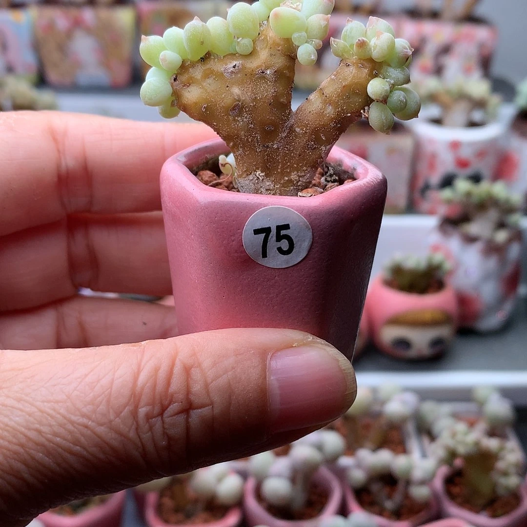 萤火虫奶酪带盆发货