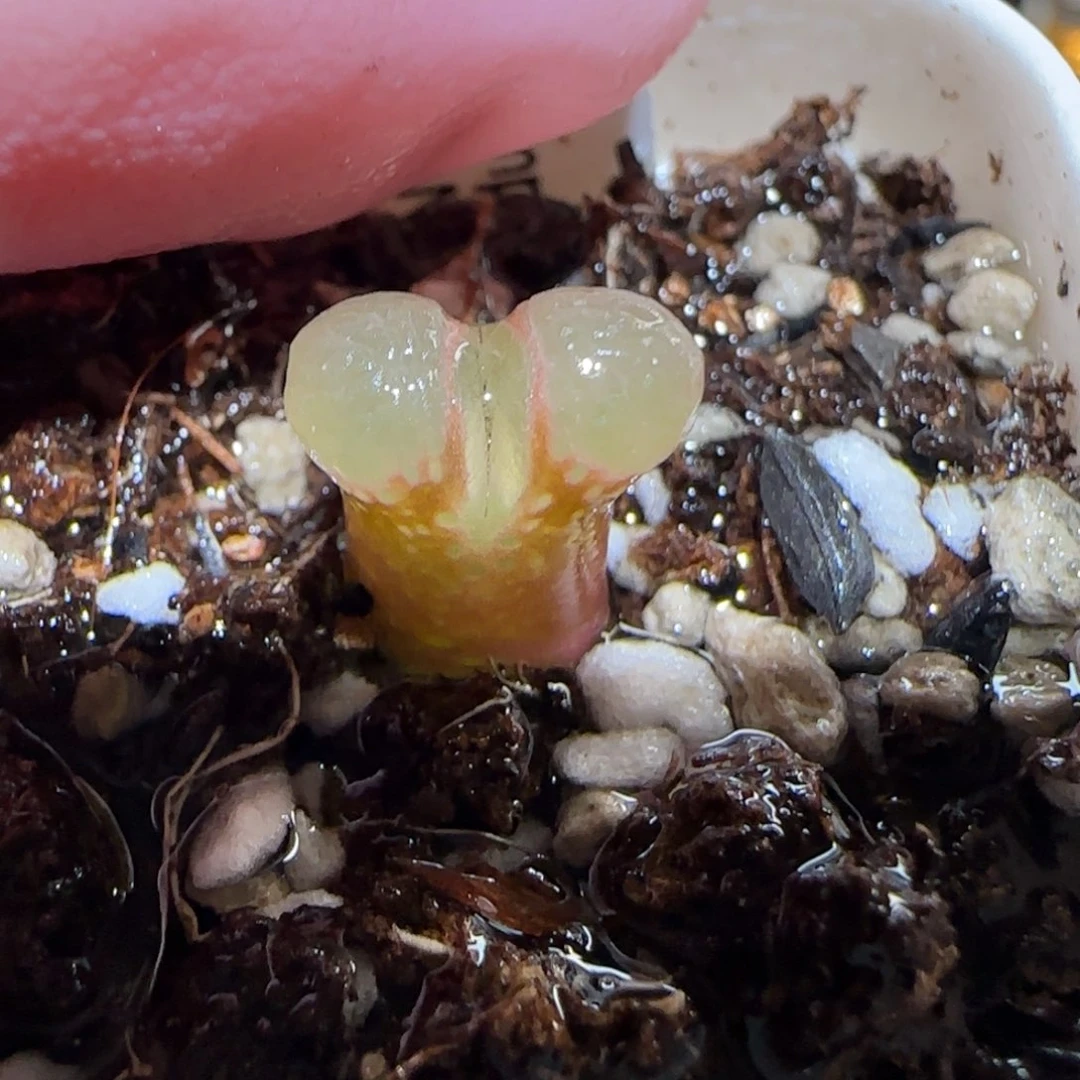 肉锥多肉植物百科-粉樱266