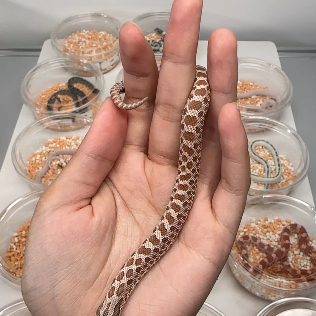 直播间专拍猪鼻！！