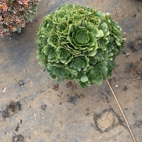 失****芬绿羊绒8多肉植物法师