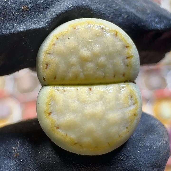 1111生石花、    108