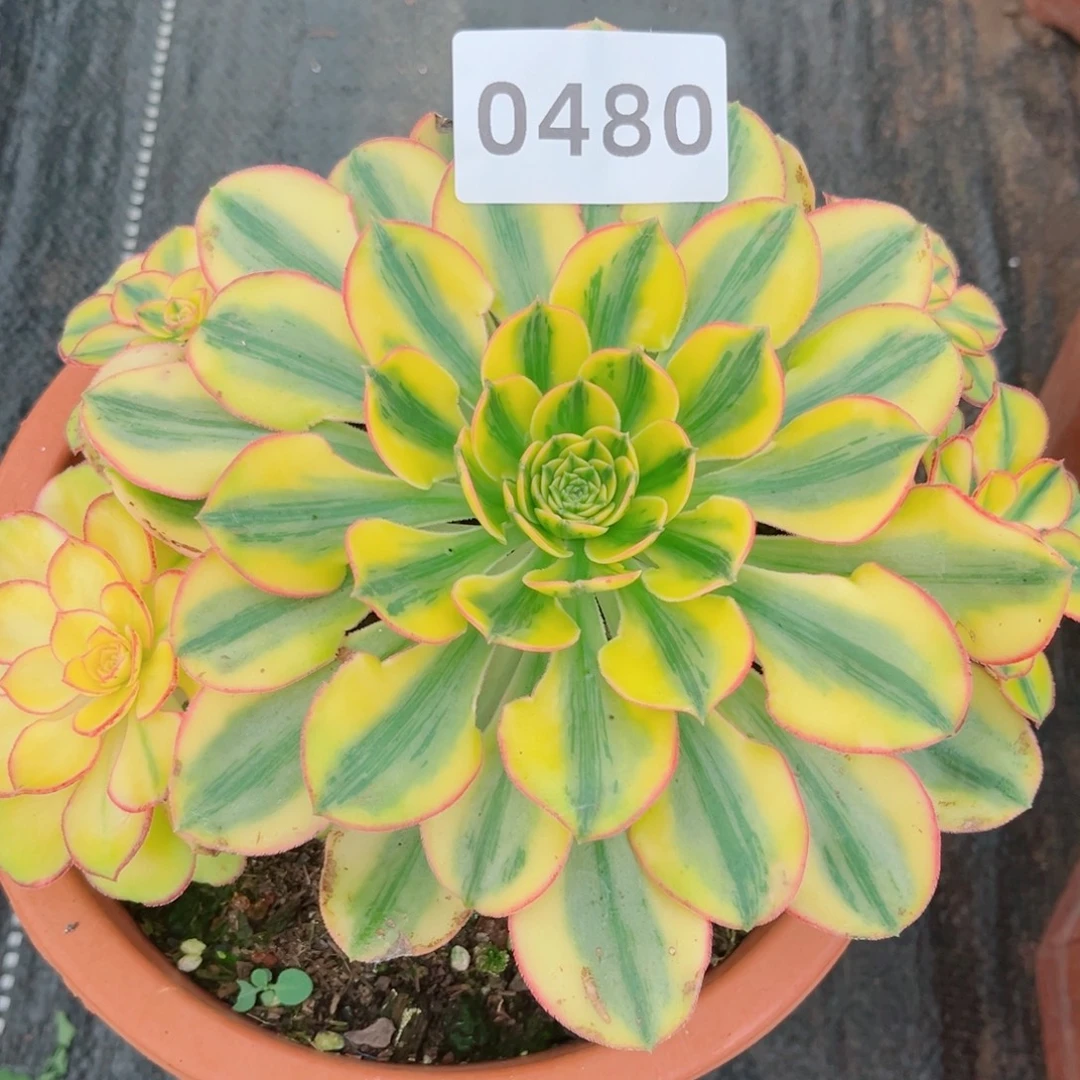 太阳神多肉发货发货