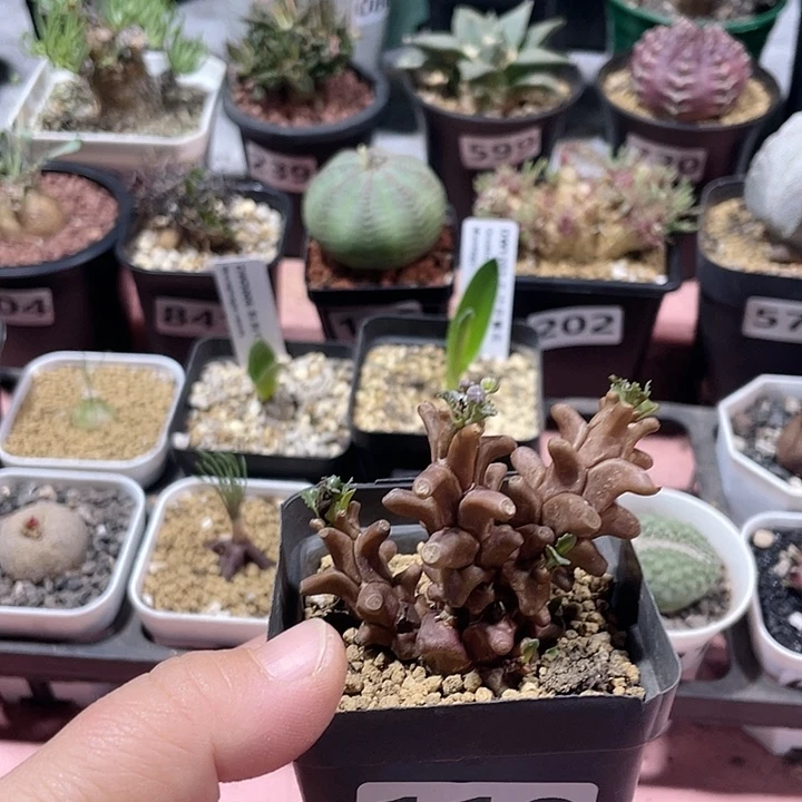 110蛮鬼塔厚墩菊块根