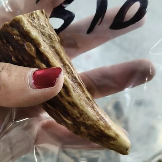 *****鹿角鹿角鹿角鹿角鹿角鹿角