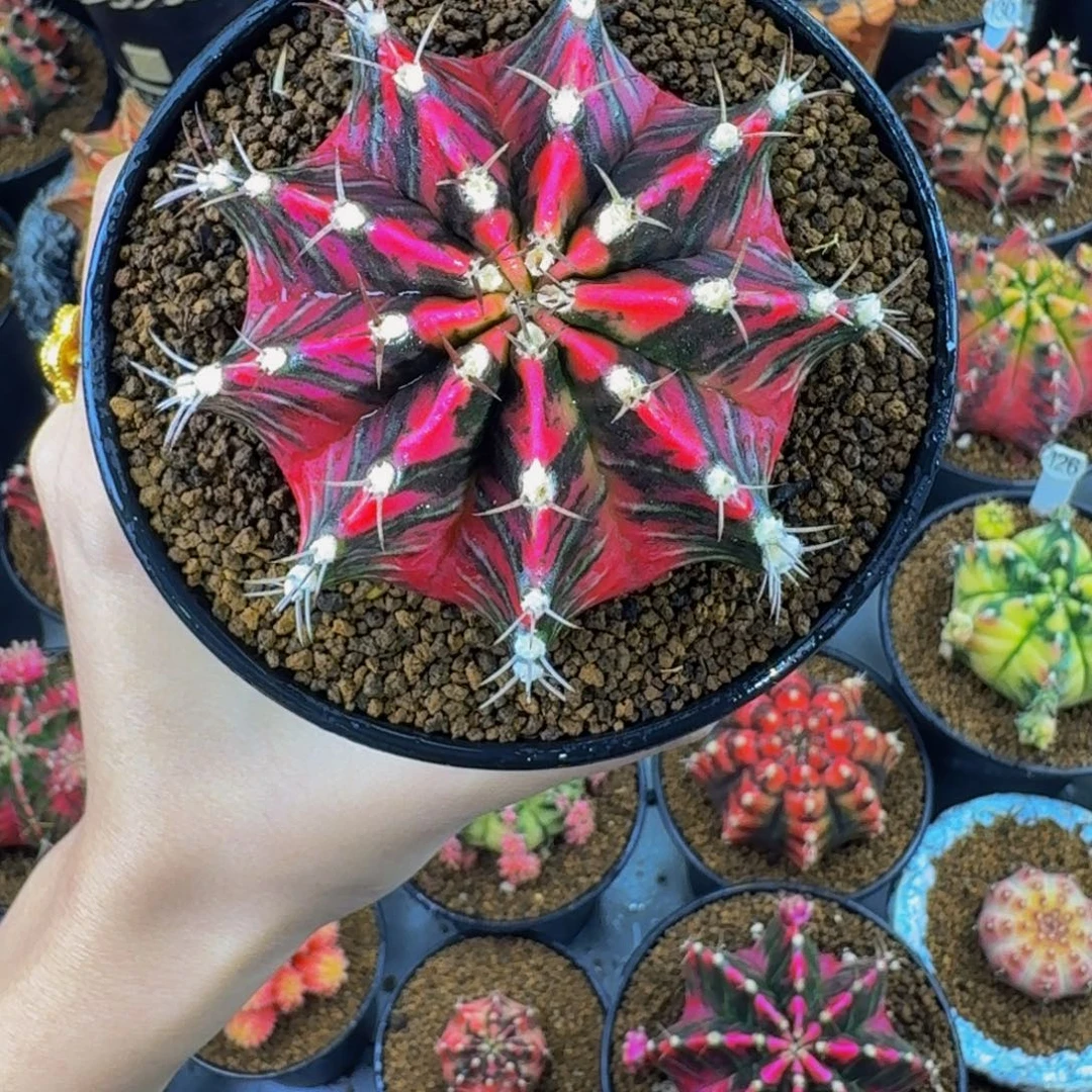 出侧牙00000000000388