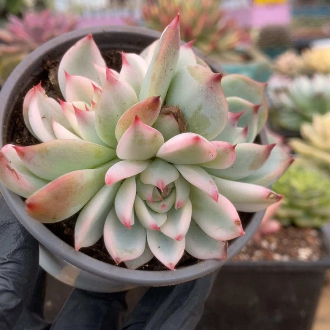 397锦锦锦锦锦锦锦锦