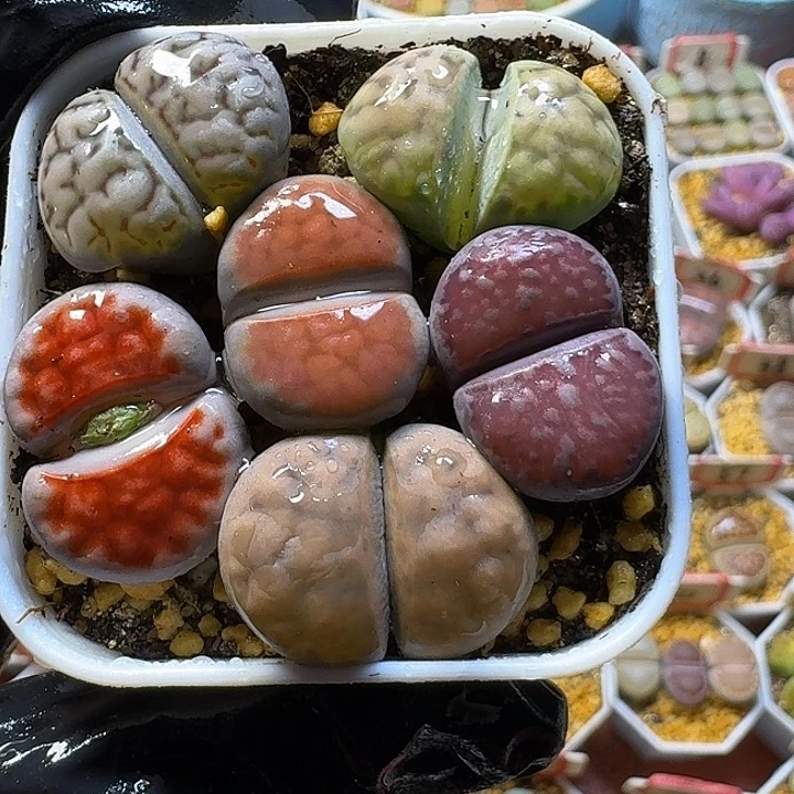 生石花2:：。在。 95号