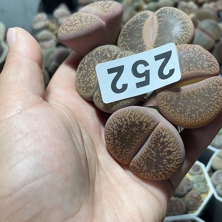 完全开放ぃ**迪生石花5颗252
