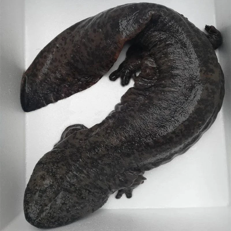 娃娃鱼“子二代”人工养殖大鲵淡水鱼