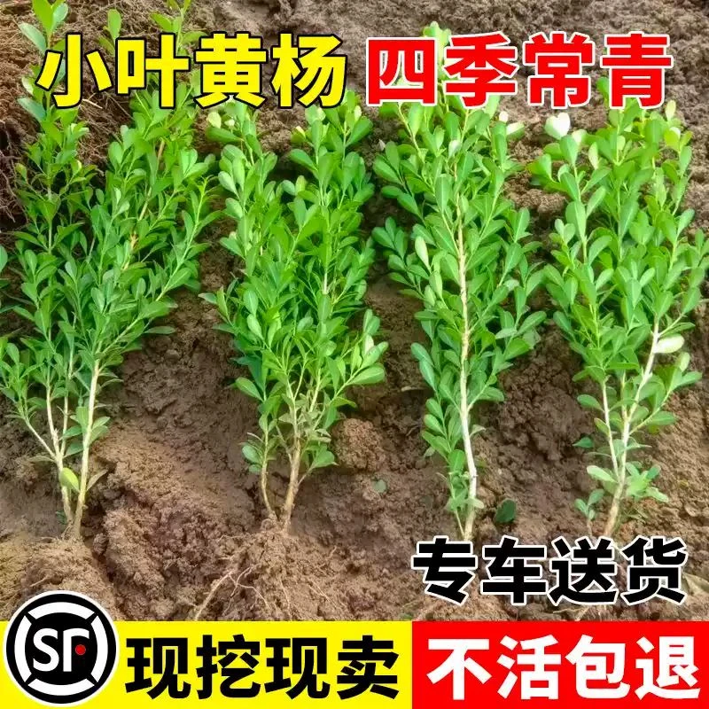 庭院室外绿化风景瓜子植物树苗四季常青小叶瓜子黄杨庭院绿篱树苗