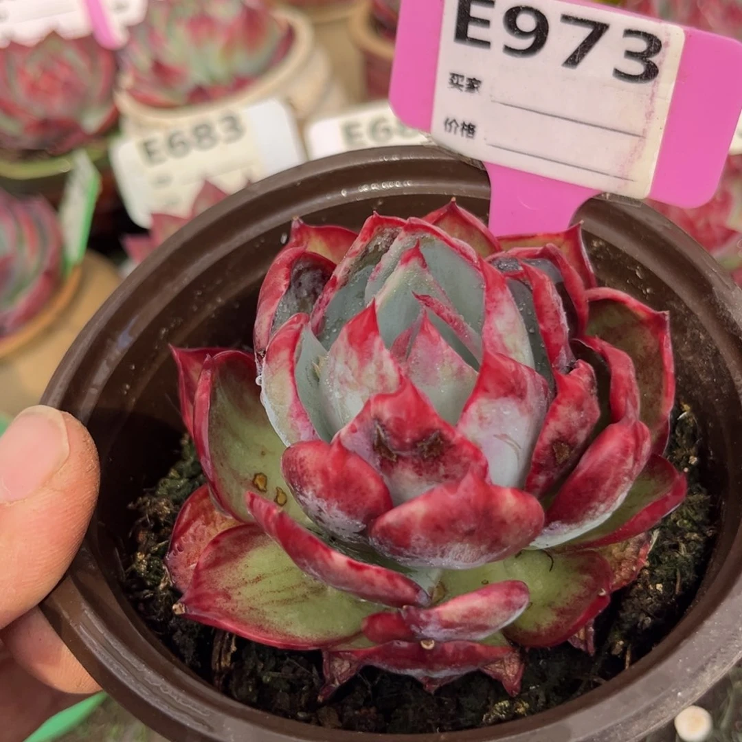 惊鸿一瞥973号多肉