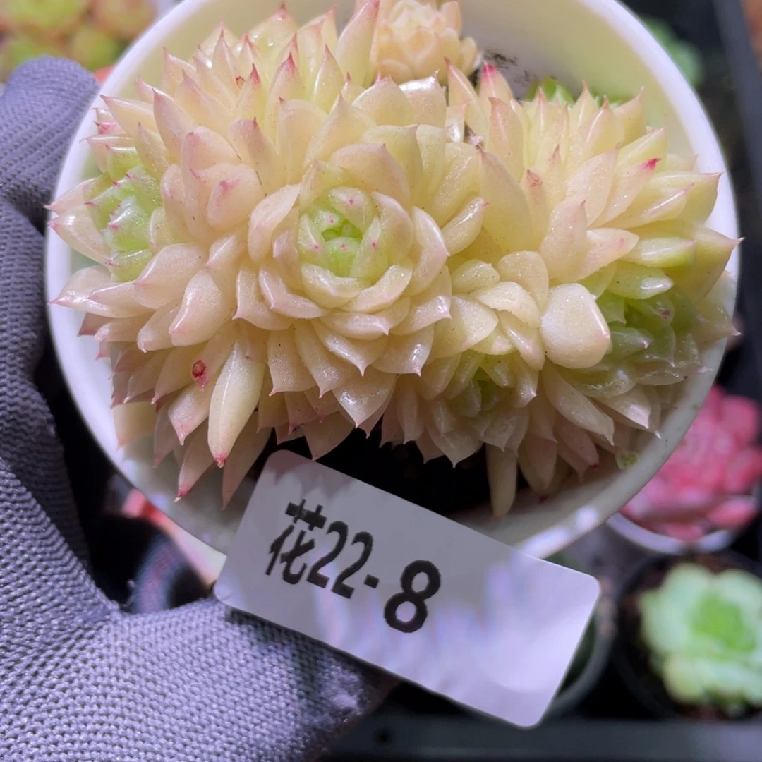 花利美22-8麦秆群