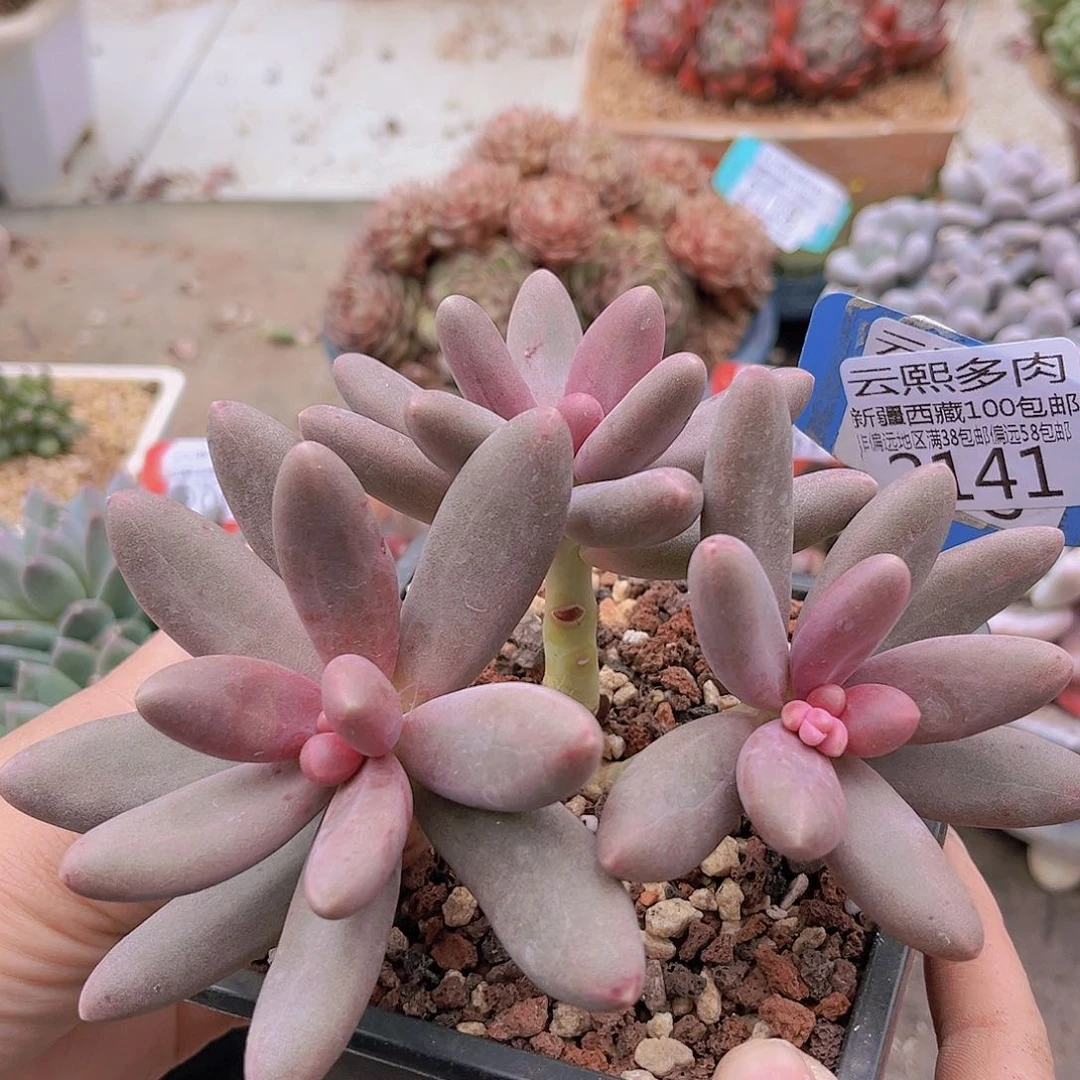 2141糖果美人。