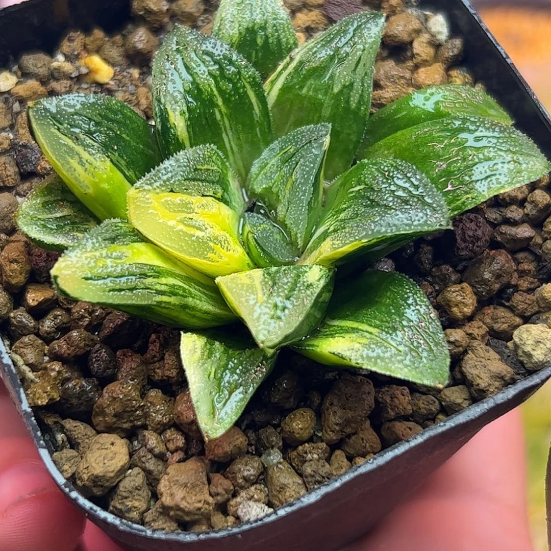 毛蟹锦十二卷多肉植物