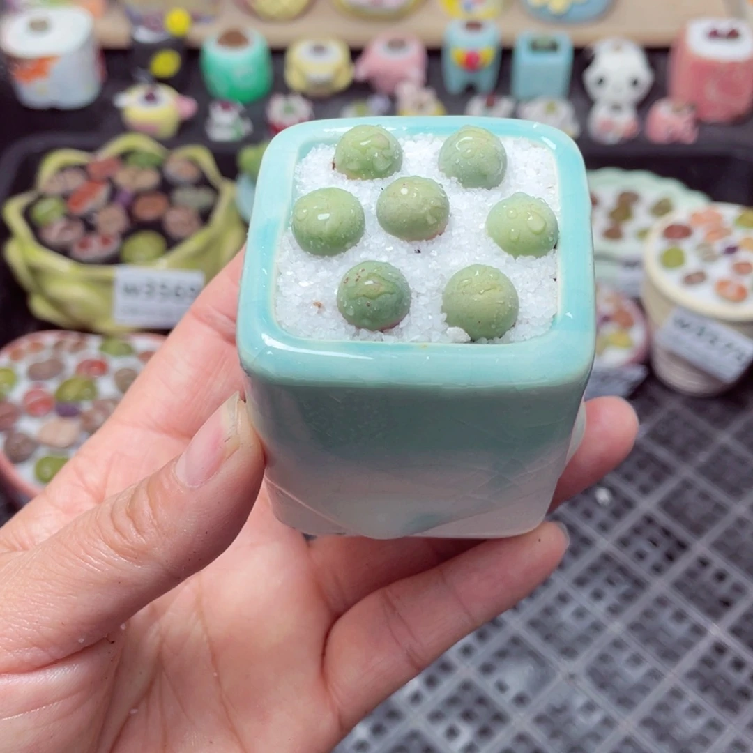 衡*w3582 带盆土发货-零下地区拍保温箱