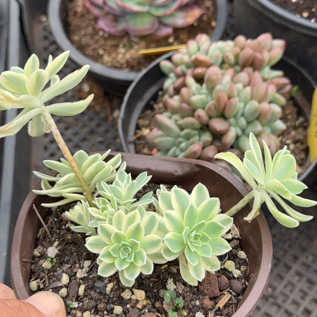 波化妆锦惊鸿一物一拍包装收缩花旱