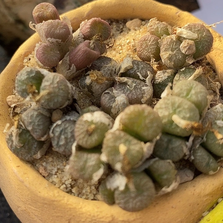 编号铜壶一群。