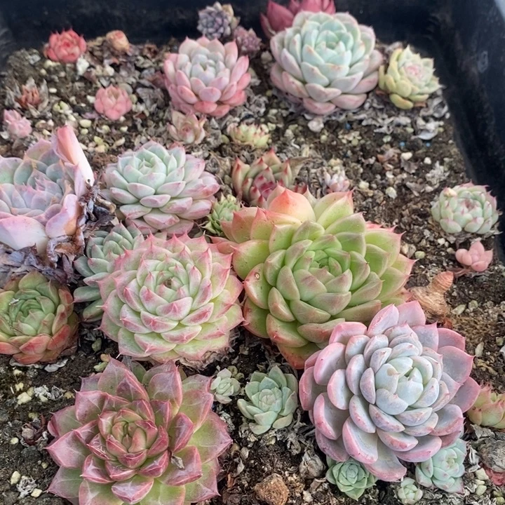 290 多肉植物盆栽花卉