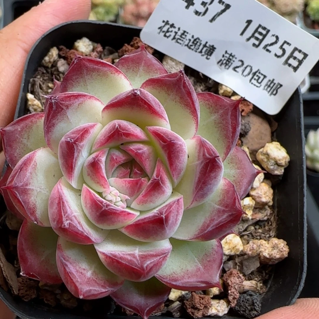 花语逸镜0125-437