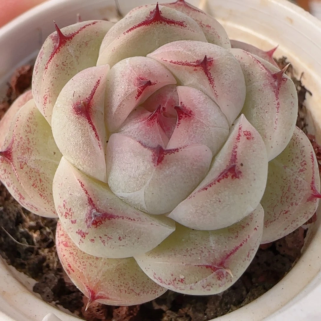 花语多肉1231-170包子魔仙